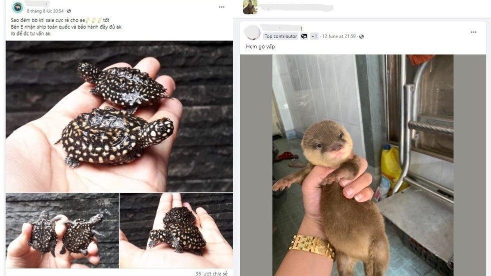 Bài đăng trên các hội nhóm chuyên rao bán động vật hoang dã trên Facebook. (Ảnh chụp màn hình)