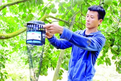 Người dân trồng bưởi Soi Hà, xã Xuân Vân, tỉnh Tuyên Quang sử dụng bẫy để diệt trừ sâu bệnh.