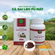 Viên hoàn cà gai leo Pù Mát 