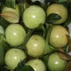 Vú sữa Tân Yên