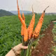 Cà rốt Đà Lạt