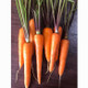 Cà rốt Đà Lạt
