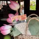 Hạt sen khô Phúc An Farm