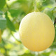 Dưa lưới Unifarm 