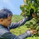 Hồng không hạt Yên Lập