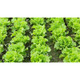 Rau xà lách Túy Loan