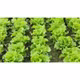 Rau xà lách Túy Loan