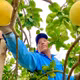 Bưởi Phú Hải
