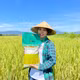Gạo Hòa Tiến