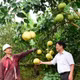 Bưởi Phú Hải