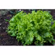 Rau xà lách Túy Loan