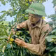 Hồng không hạt Yên Lập
