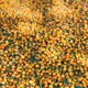 Dầu ớt Charapita PyLo