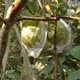 Ổi Đồng Nga