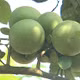 Bưởi da xanh Hòa Ninh
