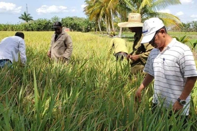 Tiến sĩ Trần Vũ Hải (ngoài cùng bên phải) đang hướng dẫn nông dân Cuba khử lúa lẫn trên ruộng giống.