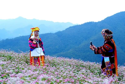 Lễ hội Hoa tam giác mạch được khai mạc vào tối 29/11.