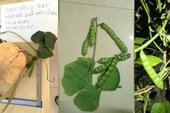 Củ đậu lành tính nhưng lá, quả, phần thân dây đều có chứa chất độc.