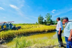 Anh hùng Lao động, kỹ sư Hồ Quang Cua, cha đẻ thương hiệu gạo Gạo ST25 và anh Trần Hoàng Giang, xã Đông Hòa, tỉnh An Giang giám sát quy trình thu hoạch lúa ST25.