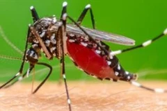 Chikungunya là bệnh truyền nhiễm cấp tính do virus Chikungunya gây ra, lây truyền chủ yếu qua muỗi vằn.
