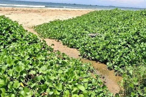 Nước thải khu du lịch Asteria có màu đen chảy ra biển.