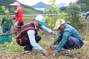 Bà con đồng bào Cơ Tu (thành phố Đà Nẵng) tham gia trồng cây gỗ lớn.