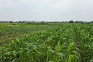 Xanh mướt cánh đồng vụ đông tại Thanh Hóa.