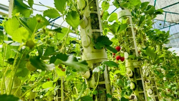 Trồng cây bằng đá tại trang trại thẳng đứng - Mô hình nông nghiệp xanh, bền vững