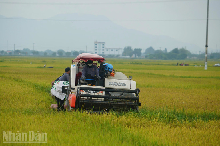 Bà con nhân dân xã Đồng Tiến (Hà Tĩnh) huy động máy móc thu hoạch diện tích trồng lúa hè thu đã chín. ndo_bl_1000001079.jpg