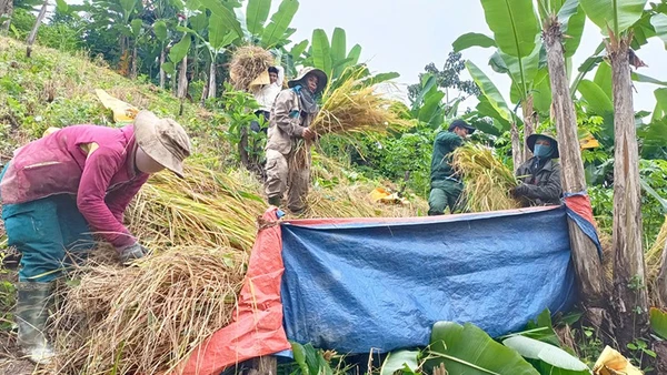 Trong ngày 6/11, các lực lượng xã Nam Giang đã tiến hành giúp người dân thu hoạch gần 2ha lúa và vận chuyển đến các hộ gia đình.