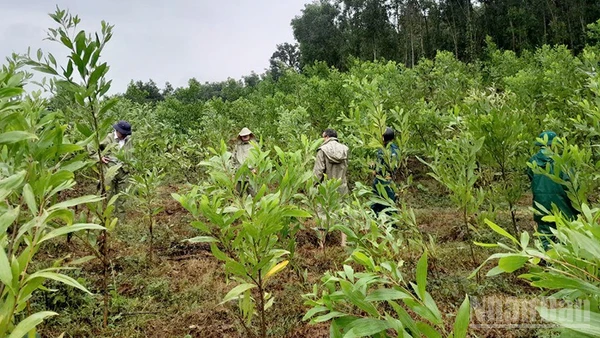 Lực lượng chức năng của xã Sơn Cẩm Hà kiểm tra các vết nứt tại khu vực núi Ngang thôn 5.