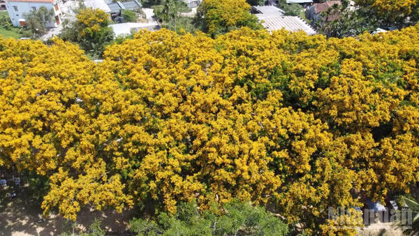 Hoa sưa ở làng Hương Trà, phường Hương Trà bắt đầu vào mùa nở hoa.