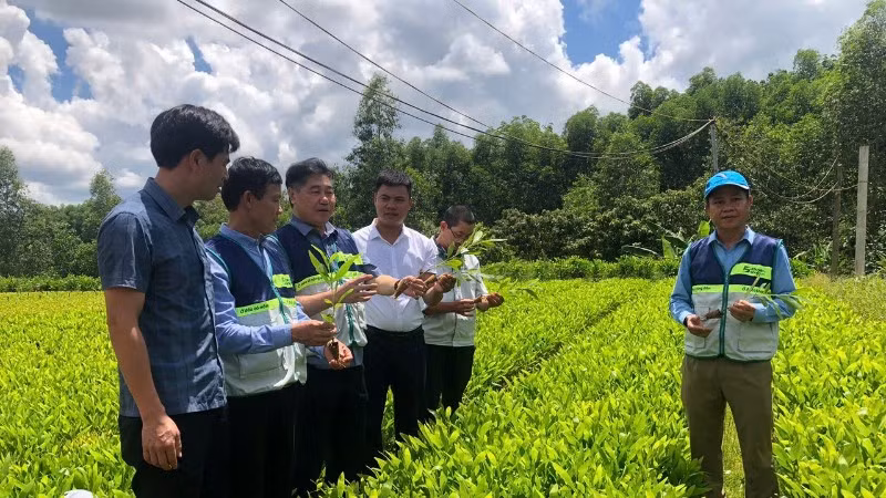Hệ thống khuyến nông triển khai mô hình vườn ươm keo lai mô phục vụ vùng nguyên liệu tại tỉnh Quảng Trị.