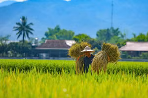 Những cánh đồng lúa hiện thực hóa mục tiêu phát triển nông nghiệp bền vững