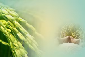Con đường lúa gạo Việt Nam: Những dấu chân và thành tựu