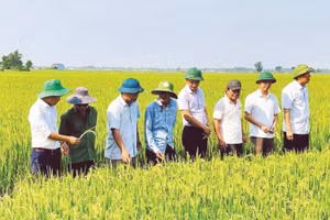 Lãnh đạo xã Triệu Cơ kiểm tra, đánh giá chất lượng ruộng lúa canh tác theo quy trình tự nhiên trước khi thu hoạch.