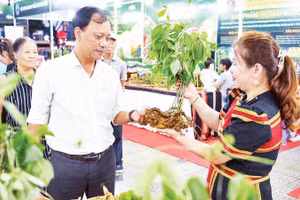 Khách tham quan tìm hiểu sâm Ngọc Linh tại chương trình giới thiệu, quảng bá dược liệu Đà Nẵng.