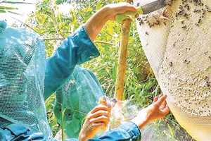 Nhiều người dân U Minh Hạ đã sống được với nghề gác kèo ong truyền thống. Đây là Di sản văn hóa phi vật thể quốc gia.