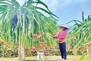 Nhà vườn sẵn sàng chào đón du khách đến tham quan, trải nghiệm dịp lễ hội (Ảnh THÚY QUỲNH)