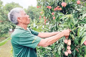 Nông dân xã Đoàn Đào, tỉnh Hưng Yên chuyển đổi trồng vải trứng theo quy trình Viet GAP có giá bán từ 150.000-300.000 đồng/kg.