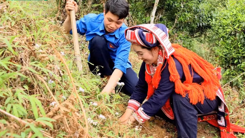 Bà con thôn Chiến Thắng, xã Hồ Thầu hưởng ứng Lễ phát động trồng dặm cây trà Shan tuyết cổ thụ. (Ảnh: Huy Hạnh)