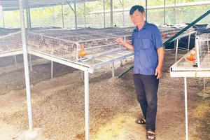 Ông Võ Văn Vũ kiểm tra khu vực đang nuôi 5.000 con chim cút để lấy trứng