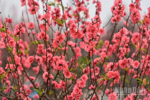 (Ảnh: THÀNH ĐẠT)