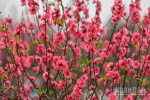 (Ảnh: THÀNH ĐẠT)