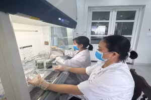 Hoạt động nghiên cứu khoa học tại Viện Cây lương thực và Cây thực phẩm.