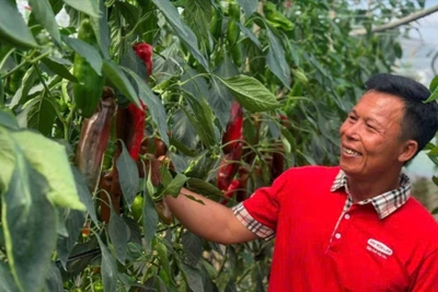 Nông dân Mộc Châu (Sơn La) tiếp cận công nghệ cao trong khuôn khổ Dự án "Nông nghiệp thông minh vì thế hệ tương lai".