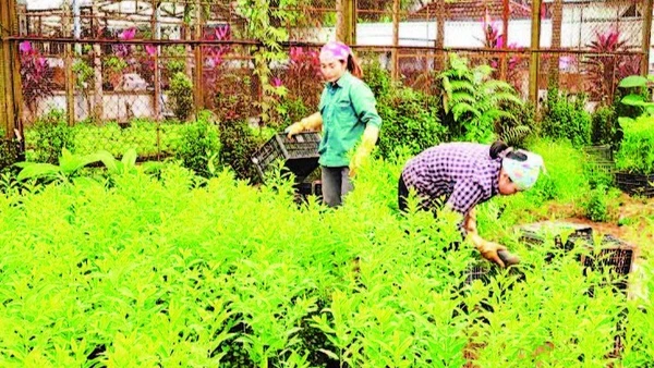 Phát triển sinh kế cho nhân dân ở vùng đệm Vườn quốc gia Ba Vì. (Ảnh: HẢI LÂM)