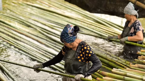 Ngâm tre là công đoạn đầu tiên trong quy trình xử lý nguyên liệu của làng nghề Xuân Lai, giúp tăng độ bền và tạo điều kiện để tre đạt màu sắc đặc trưng sau khi hun khói.
