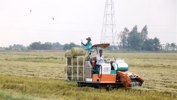 Rơm trên đồng được cuộn để tái sử dụng trong trồng nấm - mô hình kinh tế tuần hoàn giúp giảm phát thải khí nhà kính hiệu quả. (Ảnh: Thu Hiền - TTXVN)