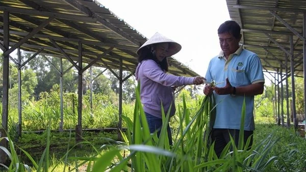 Trong ảnh: Cán bộ khuyến nông khảo sát mô hình sản xuất nông nghiệp tuần hoàn tại Hợp tác xã Mekong Ngũ Thường. (Ảnh: Hồng Thái - TTXVN)